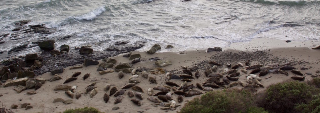 Members Sought for Harbor Seal Advisory Committee
