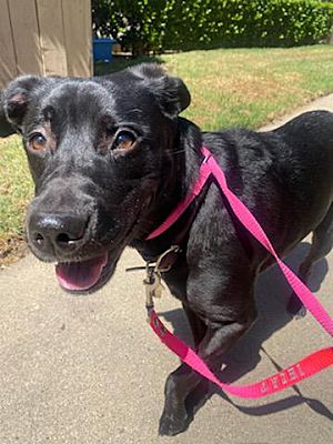 Lab Mix Needs Forever Home