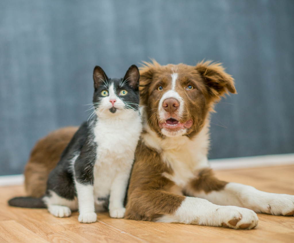 City Seeks Foster Parents for Stray Animals