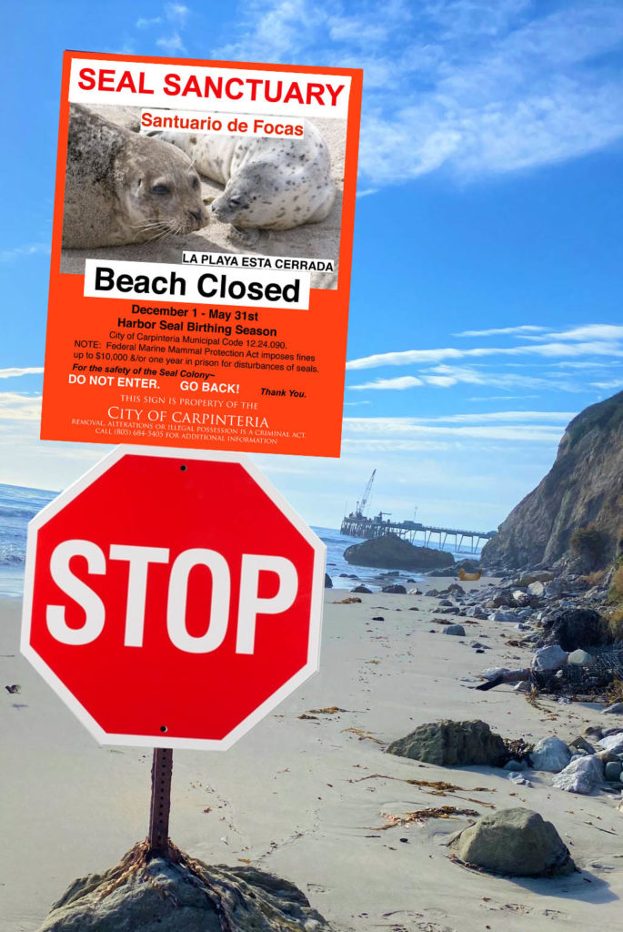 Harbor Seal Beach Closure Begins Dec. 1