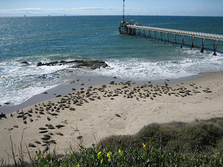 Seal Watch to Hold Volunteer Orientations