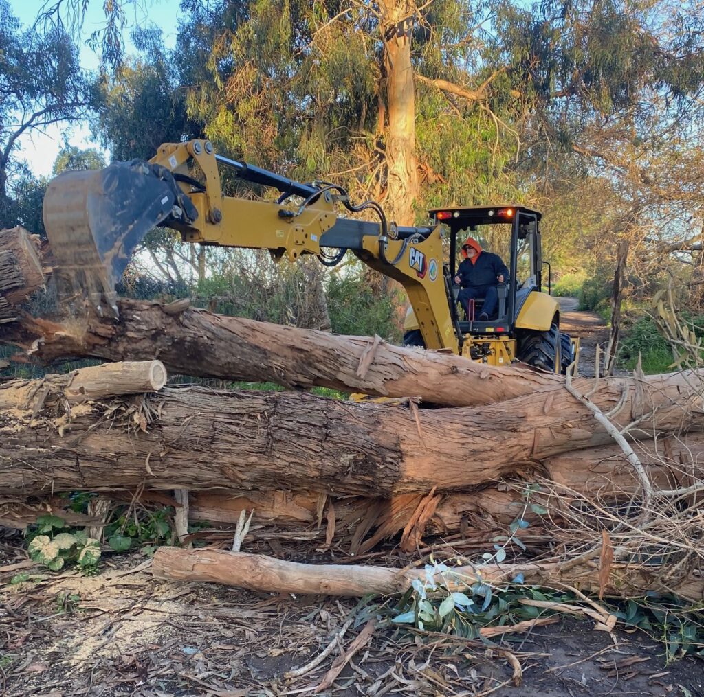 Fallen Trees Cleared from Bluffs Trails