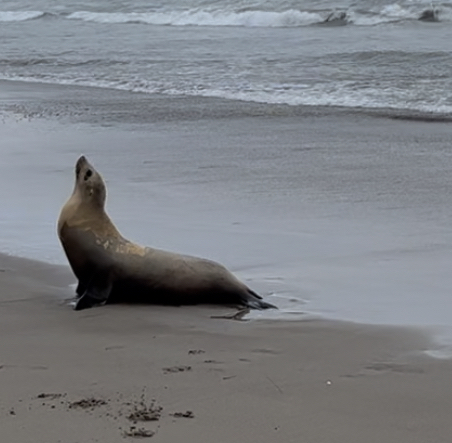 Marine mammals stranded on beaches: What to do 