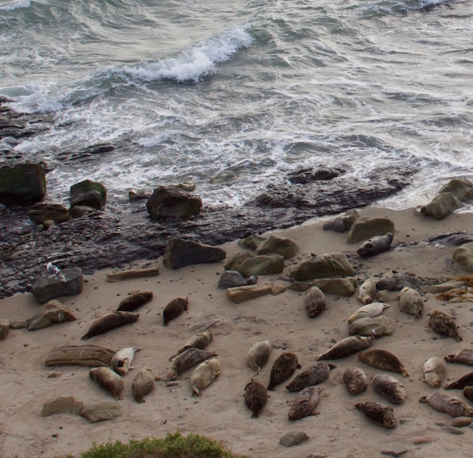 Applications now accepted for Ad Hoc Harbor Seal Advisory Committee