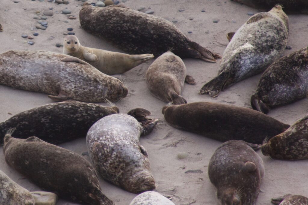 Harbor seal beach closure is underway