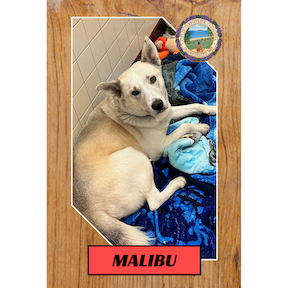 Malibu needs a good home