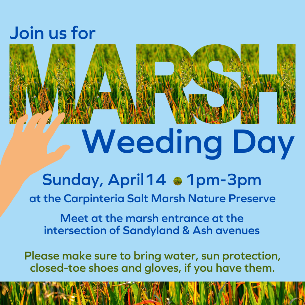 Join us for Marsh Weeding Day: April 14