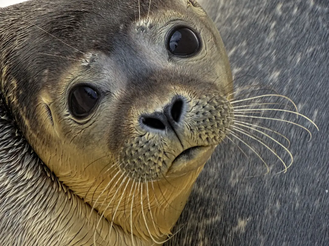 Harbor seal