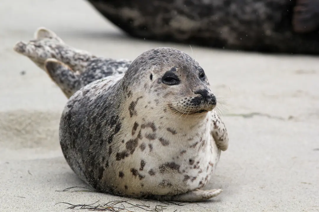 Harbor Seal Pup