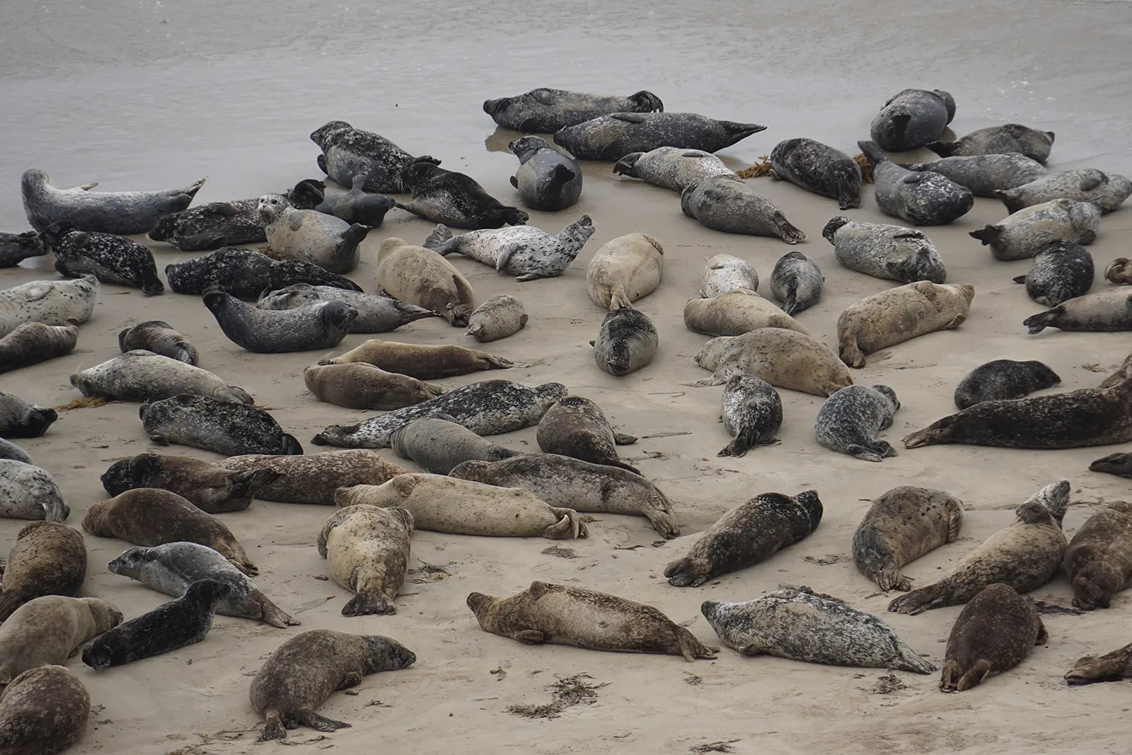 Harbor seals in Carpinteria