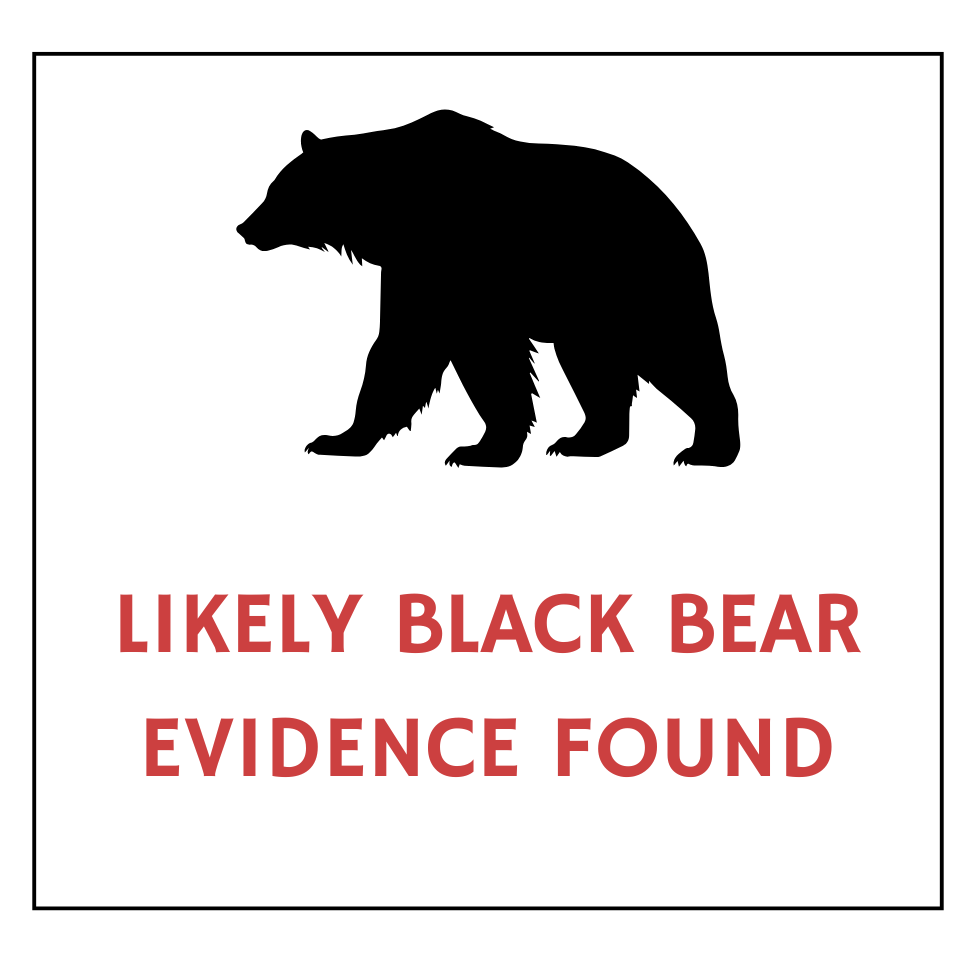Probable bear evidence in City of Carpinteria