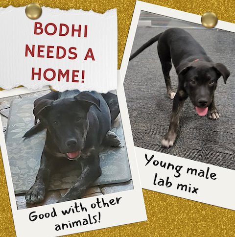 Is Bodhi a fit for you?