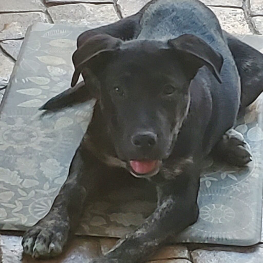 Help reunite dog with owner!