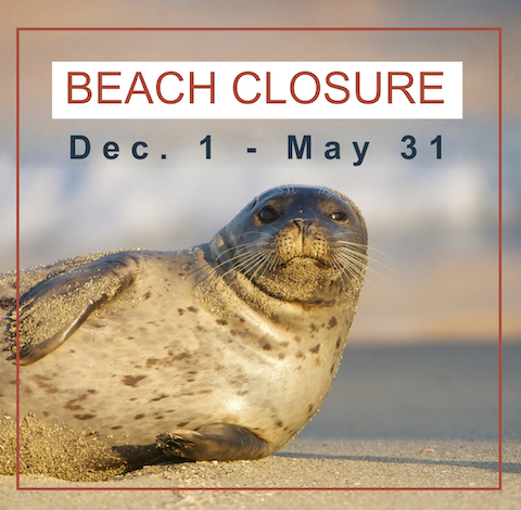Seal rookery beach closure begins Dec. 1