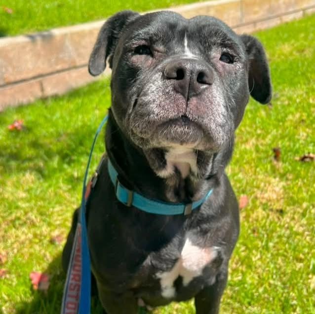 Available for Adoption!